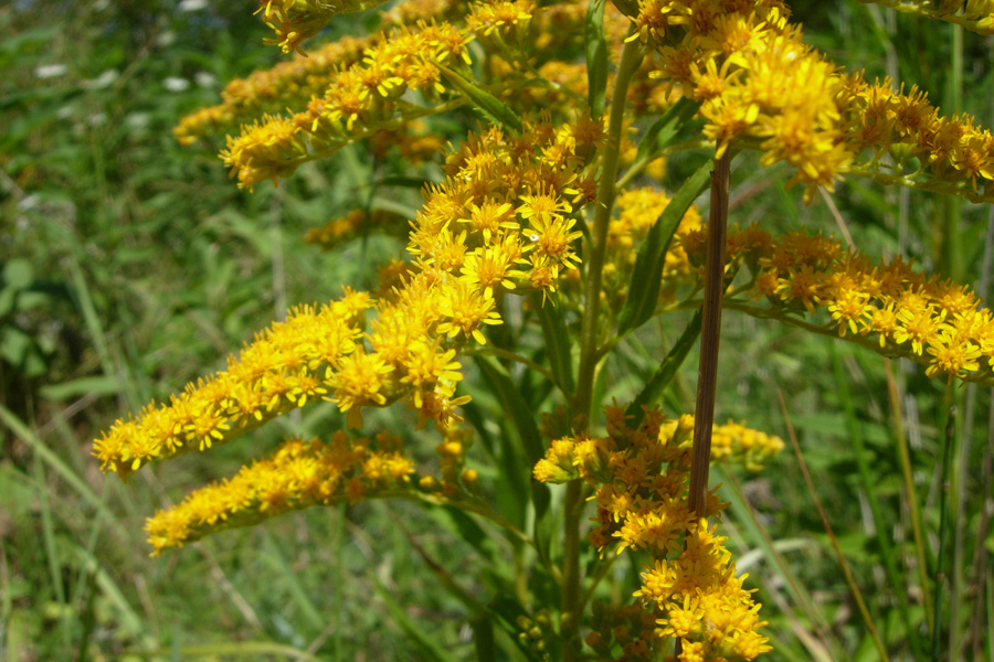 Solidago: virga-aurea o canadensis?